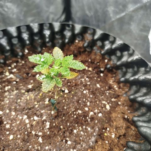 Fruit Spirit growlog timeline photo