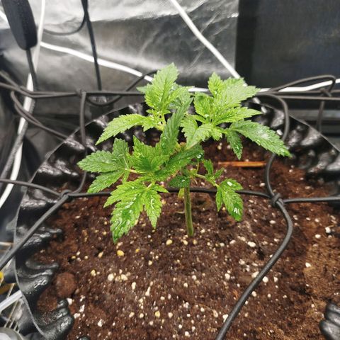 Bubblegum XL growlog timeline photo