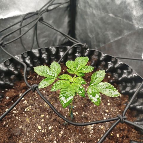 Fruit Spirit growlog timeline photo
