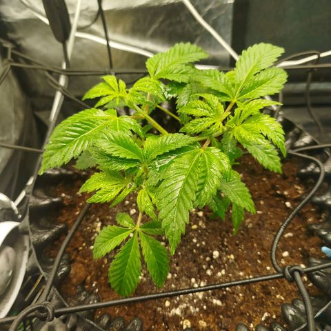 Bubblegum XL growlog timeline photo