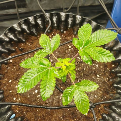 Fruit Spirit growlog timeline photo