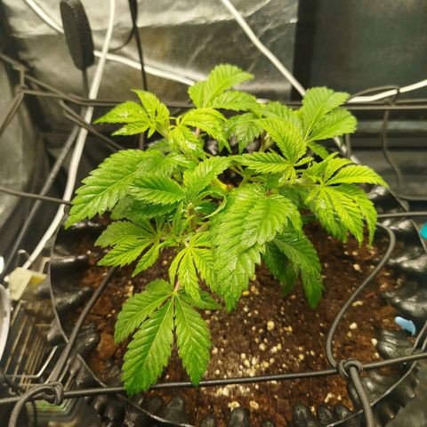 Bubblegum XL growlog timeline photo