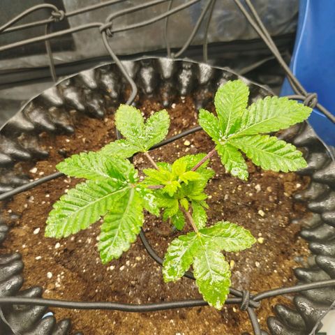 Fruit Spirit growlog timeline photo