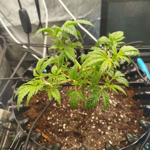 Bubblegum XL growlog timeline photo
