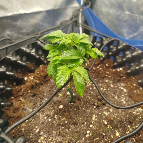Fruit Spirit growlog timeline photo