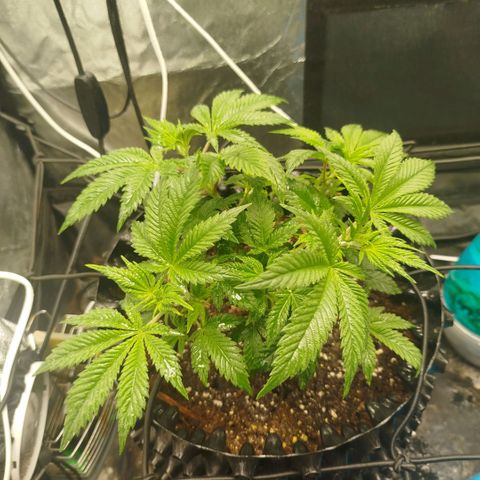 Bubblegum XL growlog timeline photo