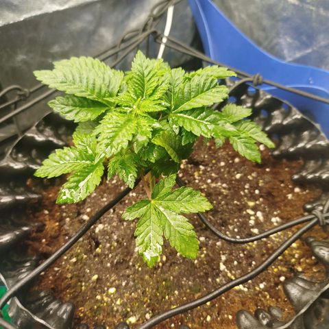 Fruit Spirit growlog timeline photo