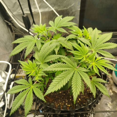 Bubblegum XL growlog timeline photo