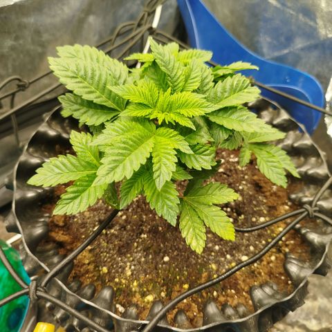 Fruit Spirit growlog timeline photo