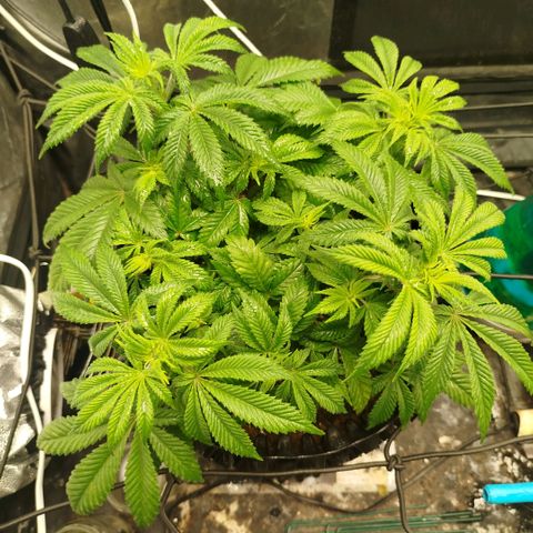 Bubblegum XL growlog timeline photo
