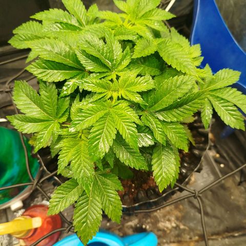 Fruit Spirit growlog timeline photo