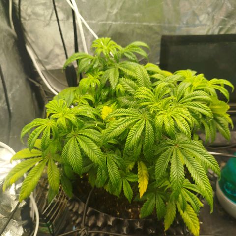 Bubblegum XL growlog timeline photo
