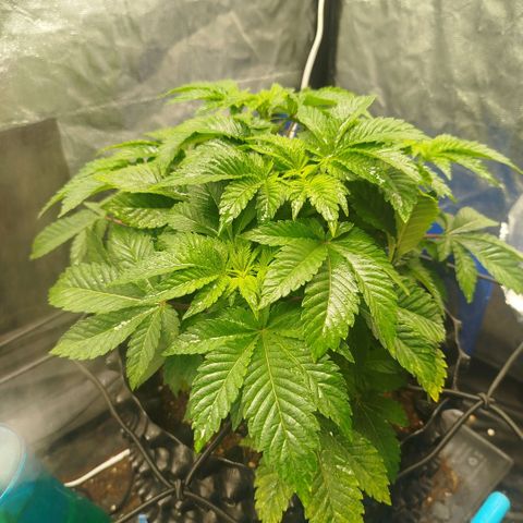 Fruit Spirit growlog timeline photo