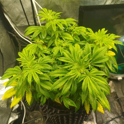 Bubblegum XL growlog timeline photo