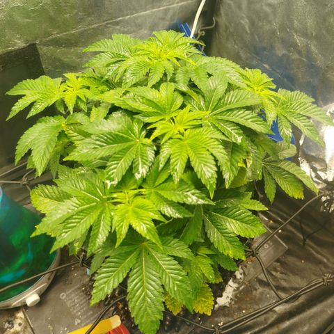 Fruit Spirit growlog timeline photo