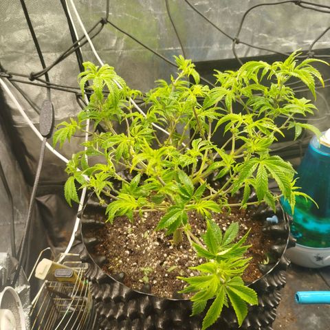Bubblegum XL growlog timeline photo