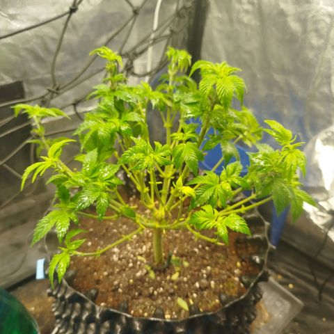 Fruit Spirit growlog timeline photo