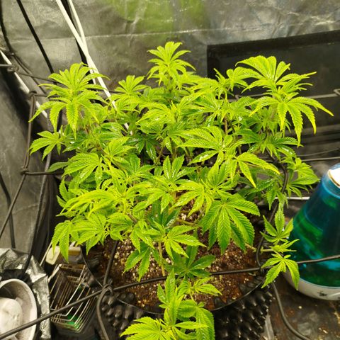 Bubblegum XL growlog timeline photo
