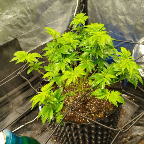 Fruit Spirit growlog timeline photo