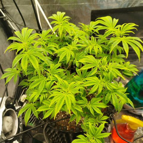 Bubblegum XL growlog timeline photo