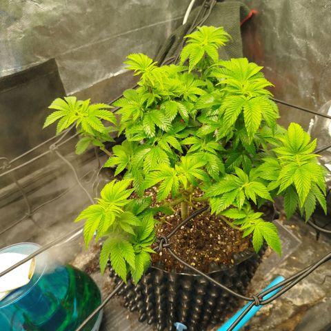 Fruit Spirit growlog timeline photo