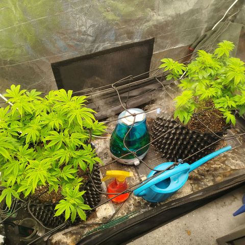 Fruit Spirit growlog timeline photo