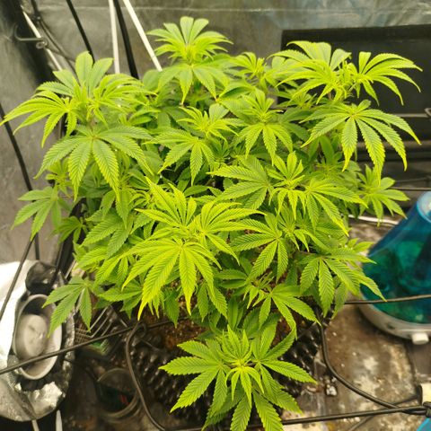 Bubblegum XL growlog timeline photo