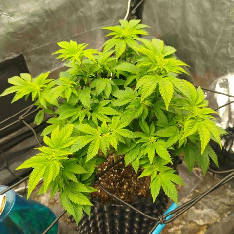 Fruit Spirit growlog timeline photo
