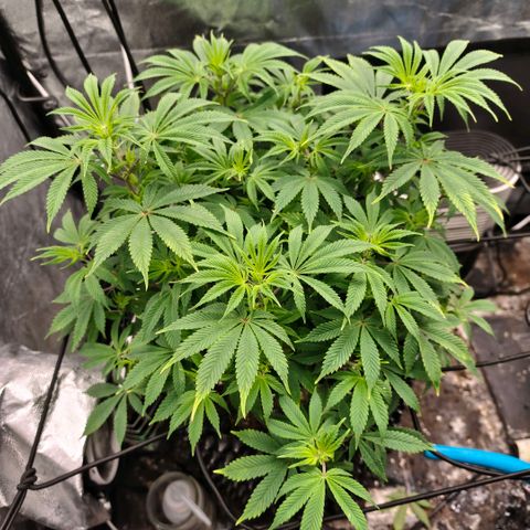 Bubblegum XL growlog timeline photo