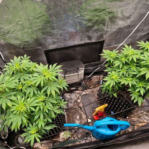 Bubblegum XL growlog timeline photo