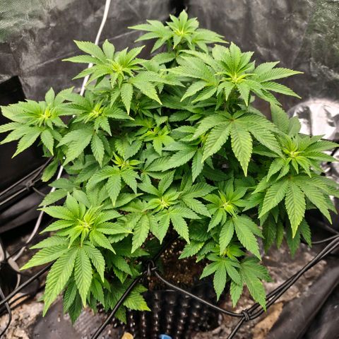 Fruit Spirit growlog timeline photo