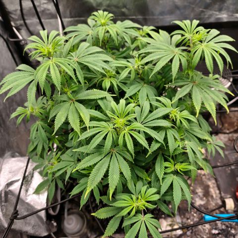 Bubblegum XL growlog timeline photo