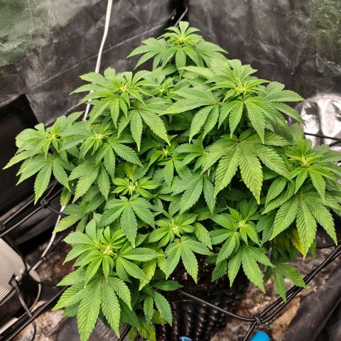Fruit Spirit growlog timeline photo