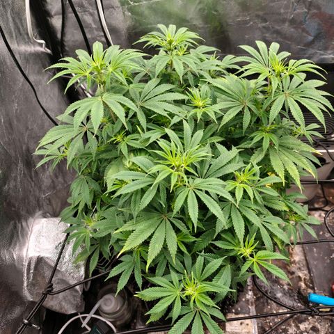 Bubblegum XL growlog timeline photo