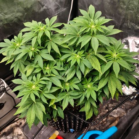 Fruit Spirit growlog timeline photo