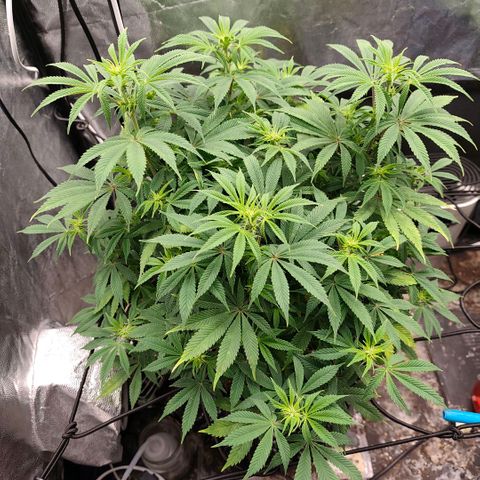 Bubblegum XL growlog timeline photo
