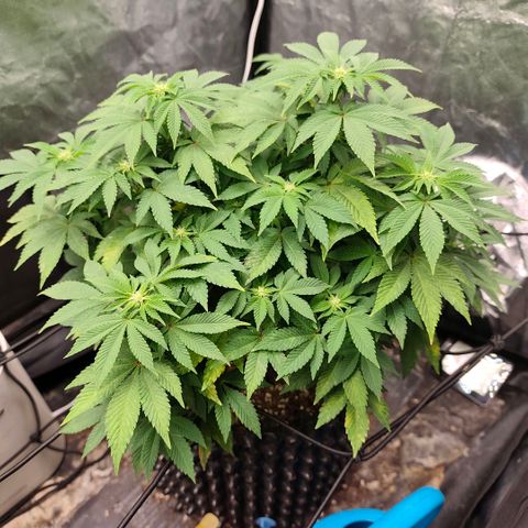 Fruit Spirit growlog timeline photo