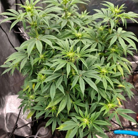 Bubblegum XL growlog timeline photo