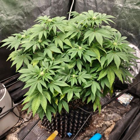 Fruit Spirit growlog timeline photo