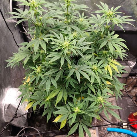 Bubblegum XL growlog timeline photo