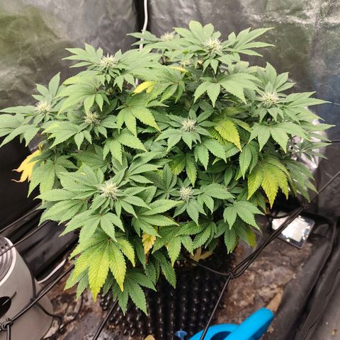 Fruit Spirit growlog timeline photo