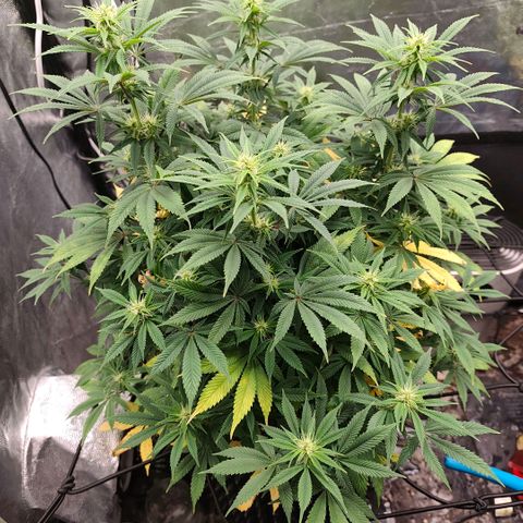 Bubblegum XL growlog timeline photo