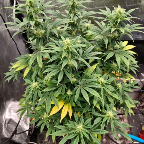 Bubblegum XL growlog timeline photo