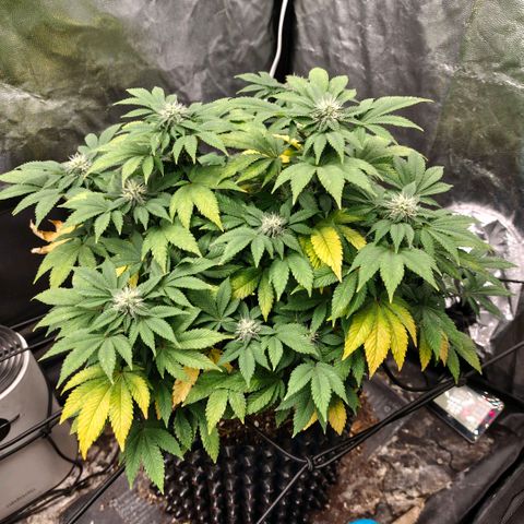 Fruit Spirit growlog timeline photo