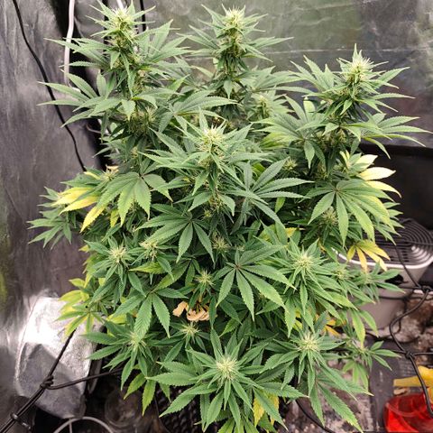 Bubblegum XL growlog timeline photo