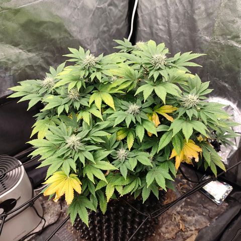 Fruit Spirit growlog timeline photo