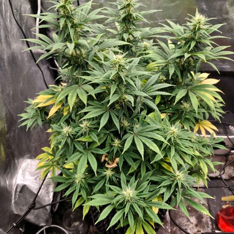 Bubblegum XL growlog timeline photo