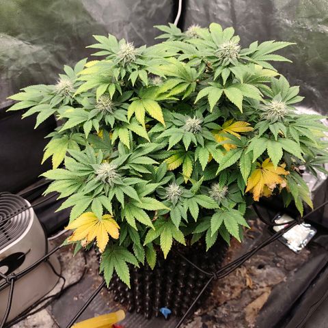 Fruit Spirit growlog timeline photo