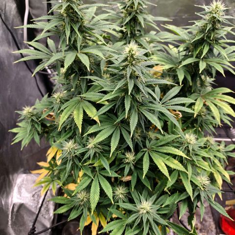 Bubblegum XL growlog timeline photo