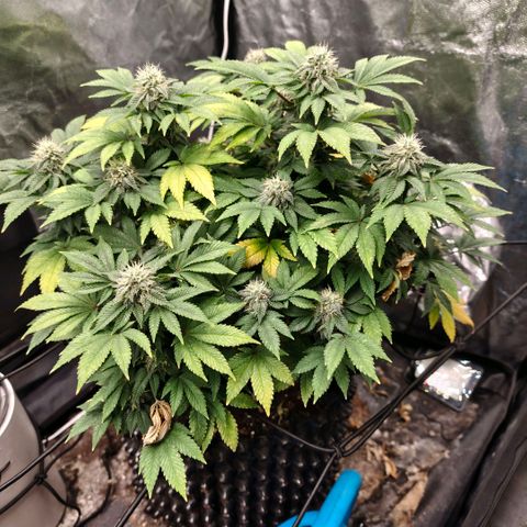 Fruit Spirit growlog timeline photo